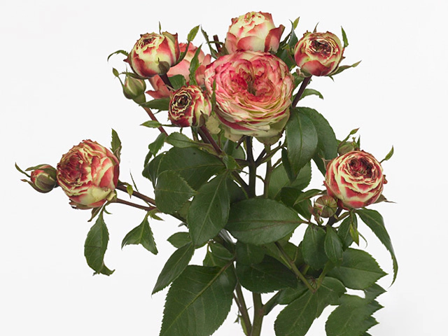 Rosa spray Latin Pompon Freelander