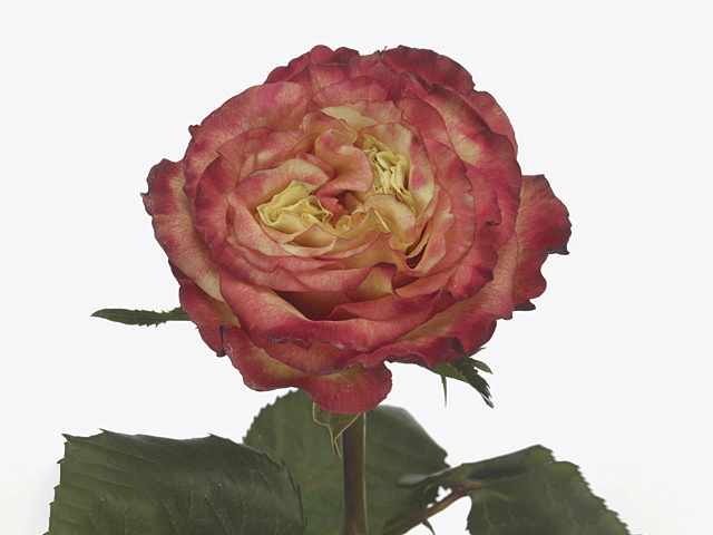 Роза крупноцветковая "St. Ives!"