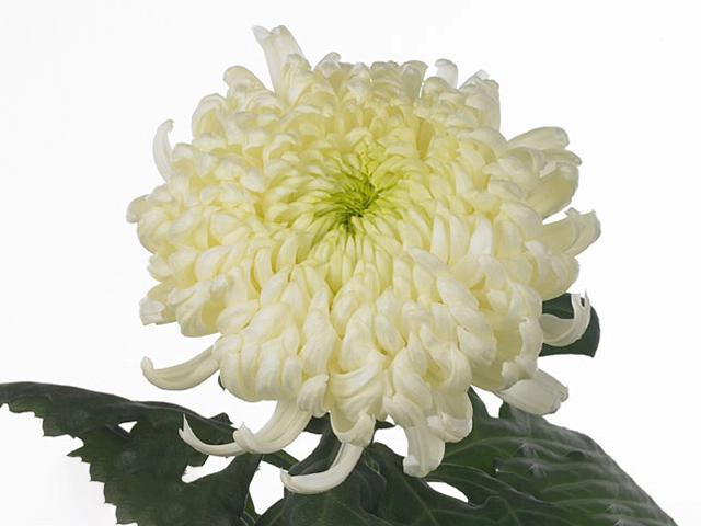 Chrysanthemum (Indicum Grp) disbudded 'White Lake'