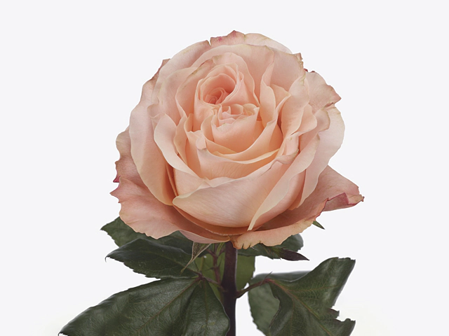 Роза крупноцветковая "Princess Crown"