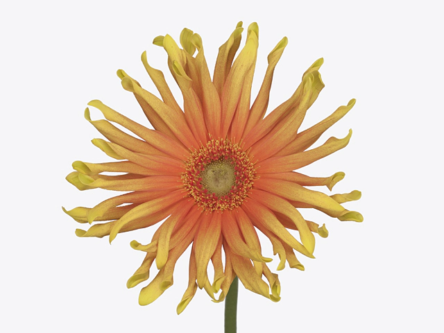 Gerbera large flowered curl-shaped 'Pasta Primavera'