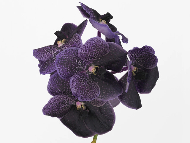 Vanda Robert's Delight 'Black Purple Beauty'