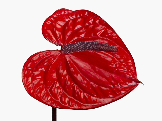 Anthurium (Andreanum Grp) Bugatti Veyron