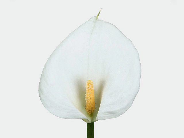 Zantedeschia aethiopica 'Childsiana'