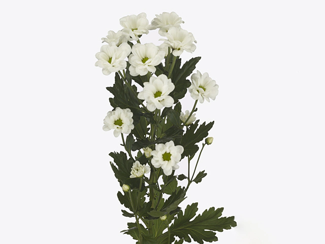 Chrysanthemum (Indicum Grp) spray Pompadour White
