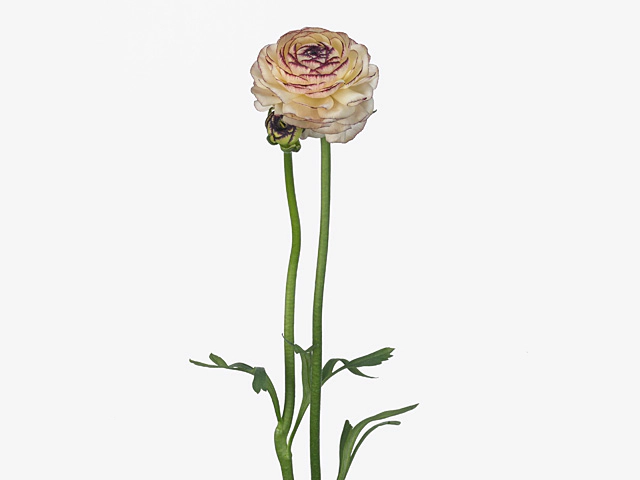 Ranunculus asiaticus 'Aazur Cream Stripes'