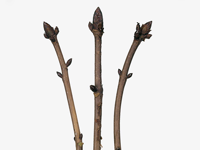 Aesculus hippocastanum (branch)