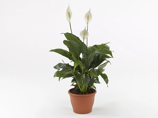 Pianta Di Spatifillo (Spathiphyllum) Sweet Chico – Vaso 13 Cm, Altezza 40-50 Cm, Foglia Singola