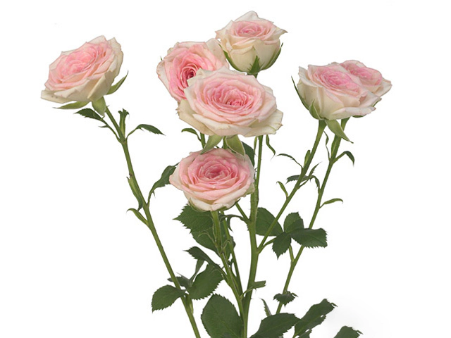 Роза спрей "Creamy Twister"