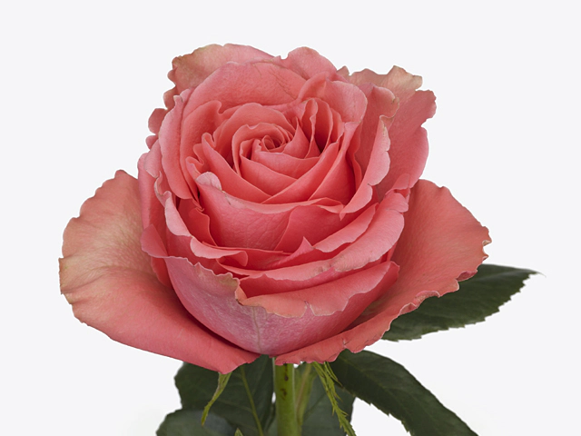 Роза крупноцветковая "Aya Sofia"