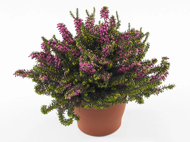 Erica carnea 'Lena'