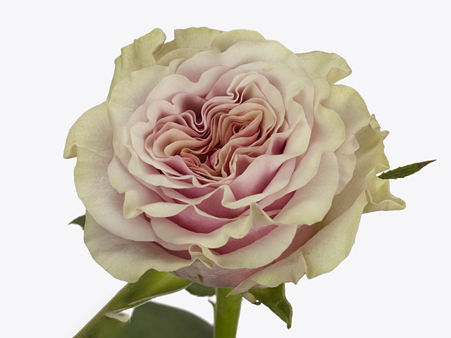 Rosa large flowered Mabella