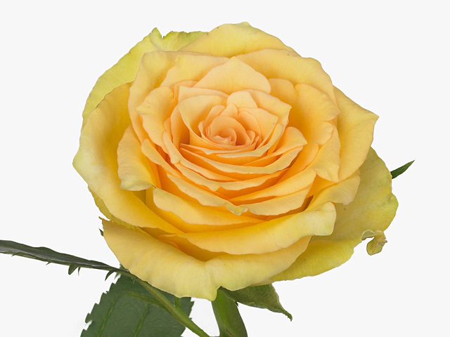 Роза крупноцветковая "Valencia"