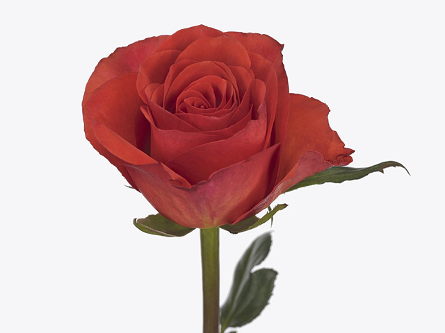 Роза крупноцветковая "Davina"