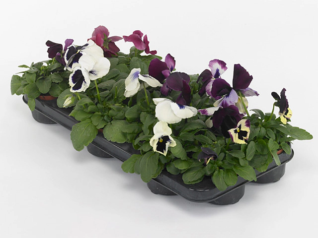 Viola (Wittrockiana Grp) Matrix Raspberry Sundae mixed