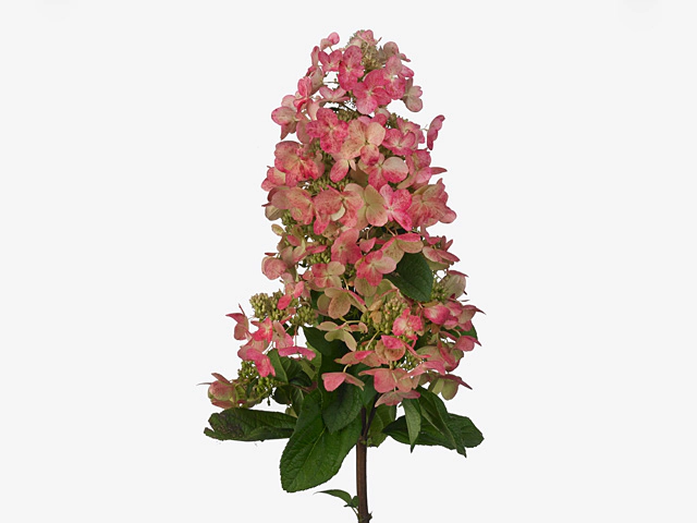 Hydrangea paniculata Magical Fire