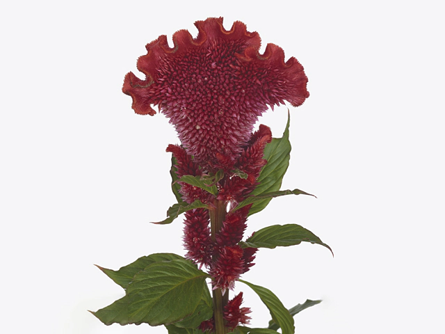 Celosia argentea (Cristata Grp) Scarlet Jack