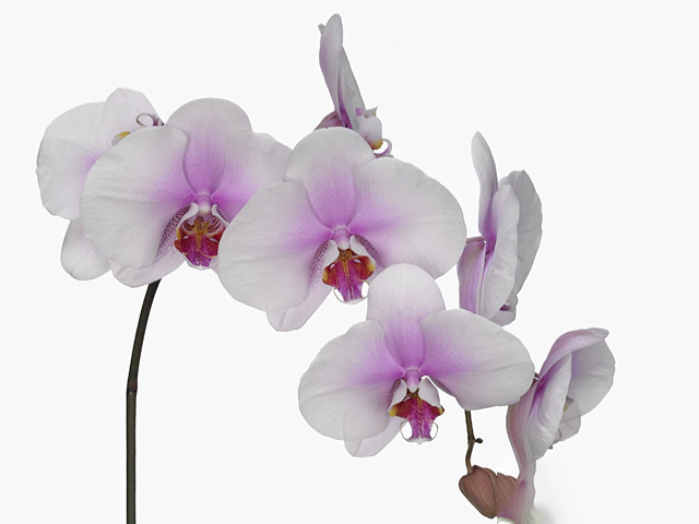 Phalaenopsis per flower 'Blush'