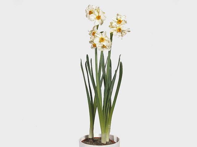 Narcissus (Tazetta Grp) 'Cragford'