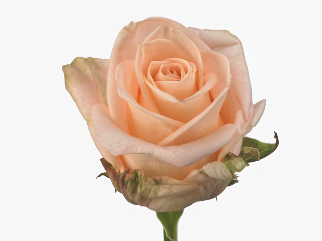 Роза крупноцветковая "Alina"
