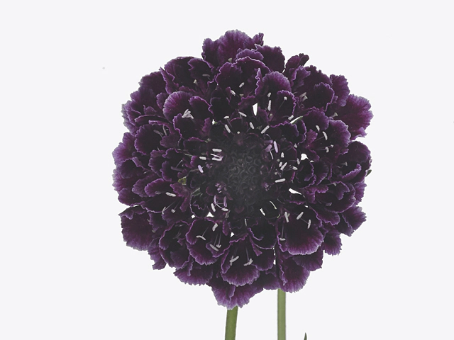 Scabiosa atropurpurea Murillo