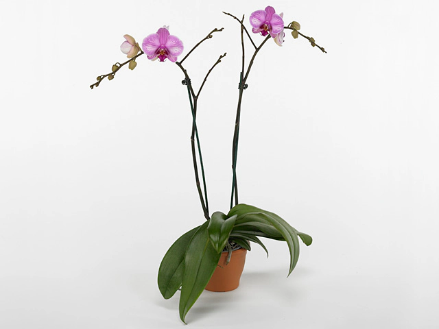 Phalaenopsis 'Ve Pink Delight'