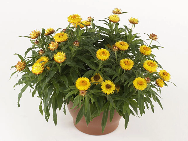 Xerochrysum bracteatum Visual Golden Yellow