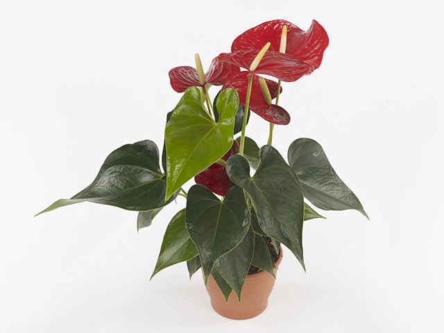 Anthurium (Andreanum Grp) Querida