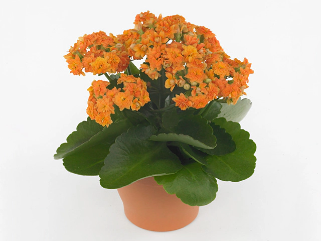 Kalanchoe Blossfeldiana Double Solfege Orange