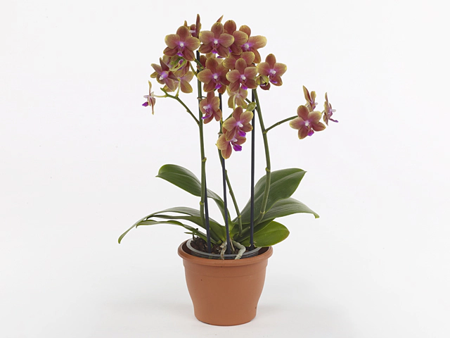 Phalaenopsis Multifloratypes Bolgheri