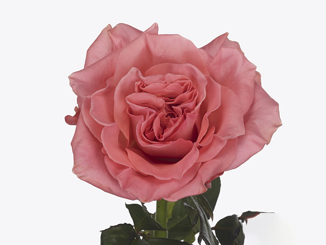 Роза крупноцветковая "Blushing Reeva"