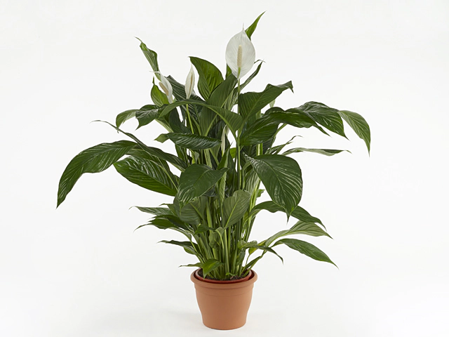 Spathiphyllum Largo Cupido