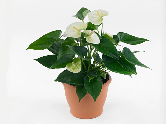 Anthurium (Andreanum Grp) Namora