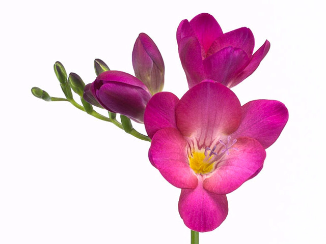 Freesia single flowered Pink Passion