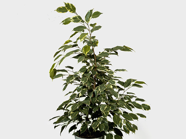 Ficus benjamina 'Golden King'