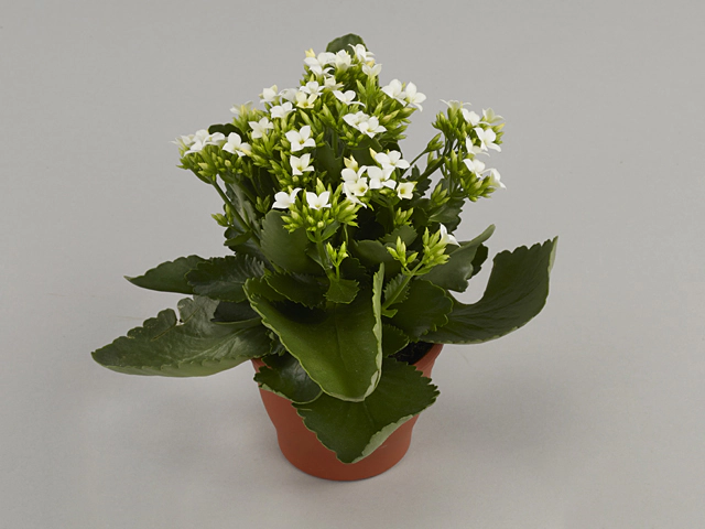 Kalanchoe blossfeldiana single Hekla White