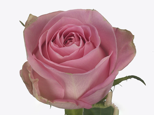 Rosa large flowered Romance