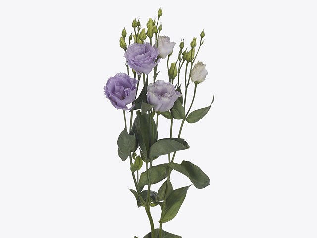 Эустома Рассела двухцветковая "Lisanne Lavender"