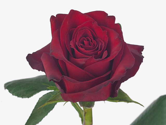 Rosa large flowered Sentimento