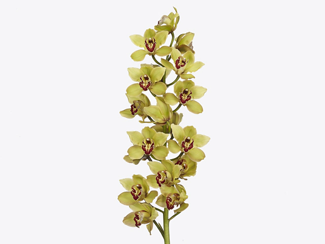 Cymbidium large flowered 'Hms. Florence'