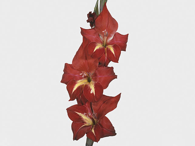 Gladiolus nanus 'Addi'