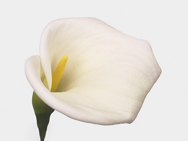 Zantedeschia aethiopica 'Innocence'