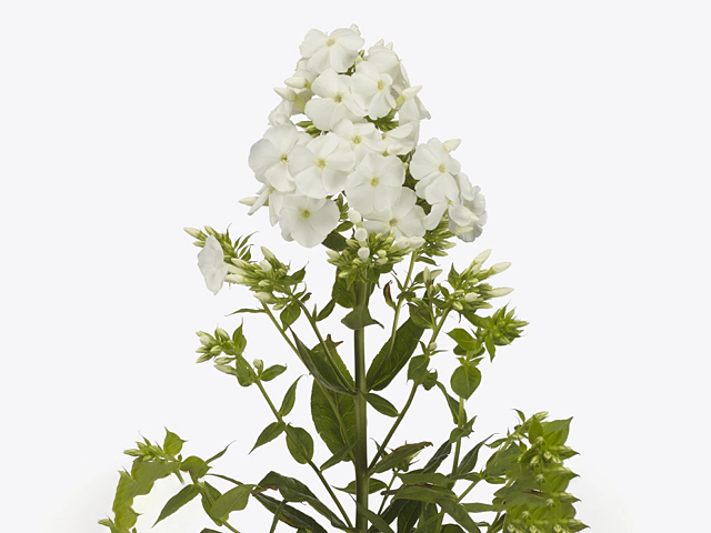 Phlox amplifolia White Triumphator