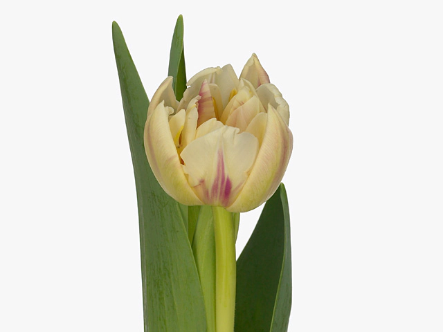 Tulipa (Double Early Grp) 'Flaming Margarita'