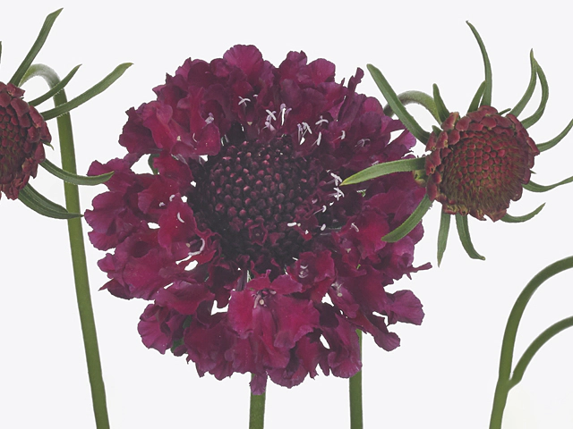 Scabiosa atropurpurea Goya