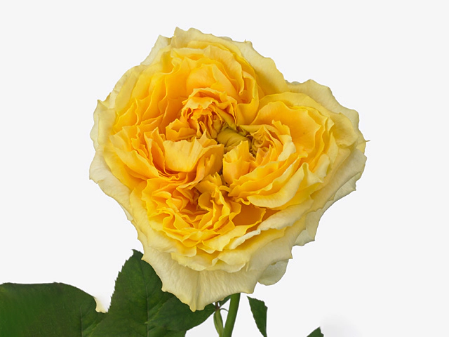 Роза крупноцветковая "Caraluna Gold@"