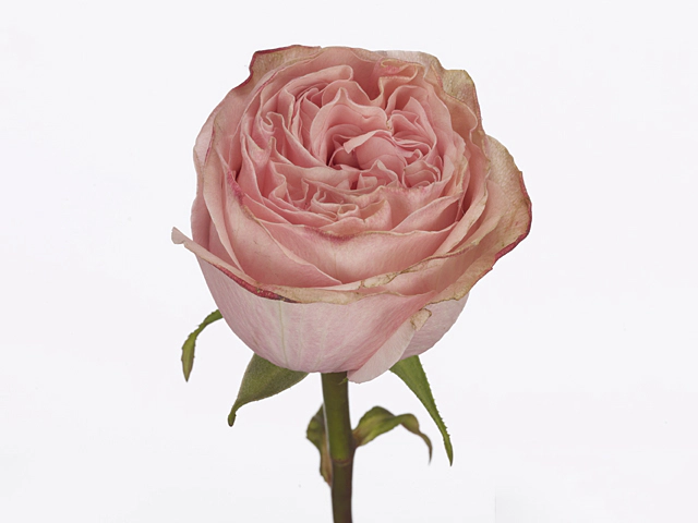 Роза крупноцветковая "Garden Fashion"