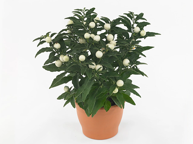 Solanum pseudocapsicum Albino (berry)
