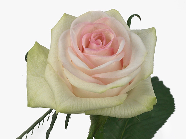 Роза крупноцветковая "Cupcake"