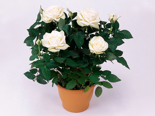 Роза "Monte Rosa Forever"